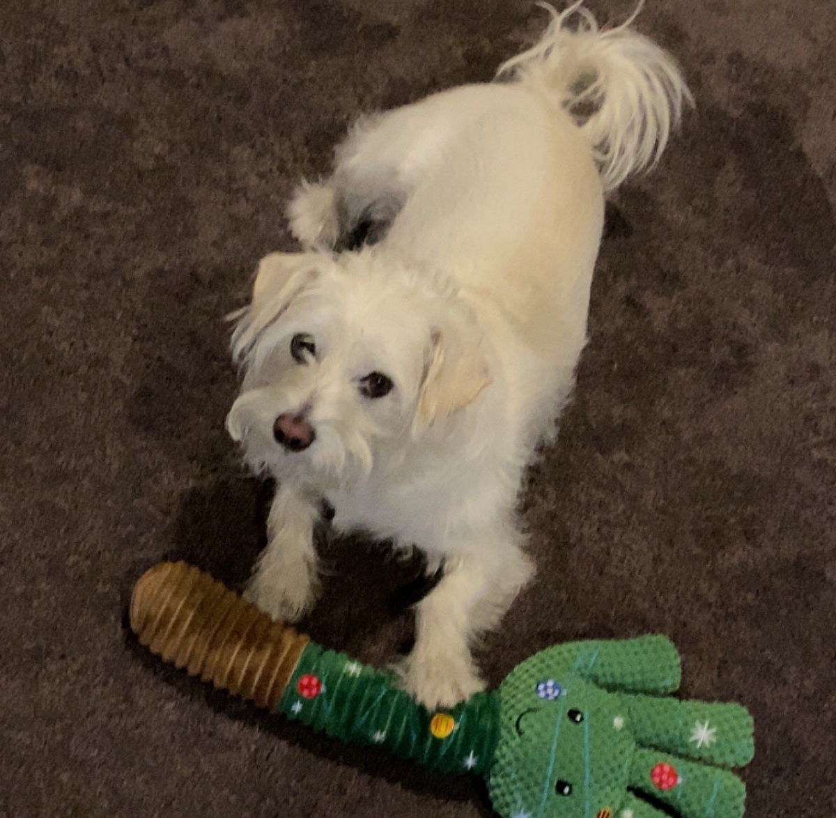 A photo of my white dog, Finn.